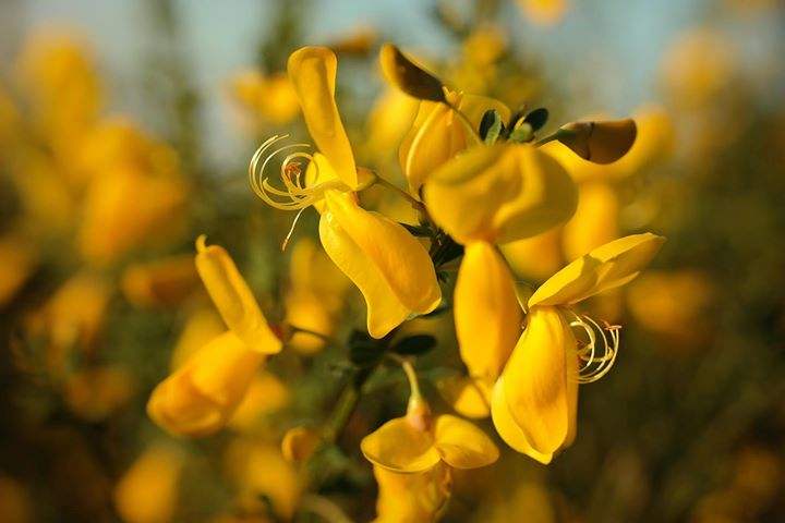 La Ginestra, il “Fiore del deserto” di Leopardi, tinge di giallo i nostri paesaggi!…