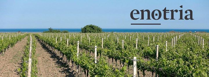 Cantina Enotria updated their cover photo